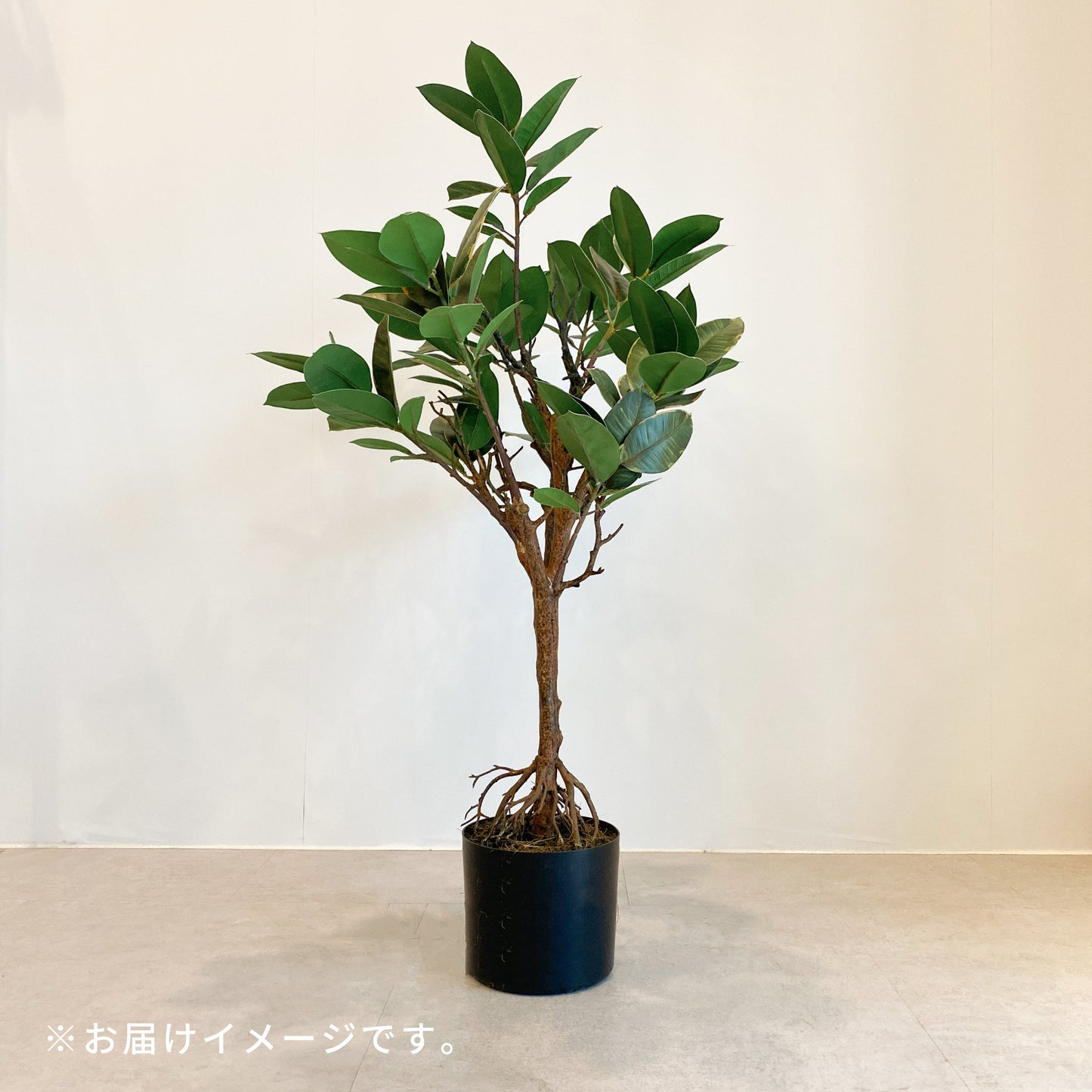 ゴムの木 85cmのお届けイメージ。設置後のサイズ感が分かるカット。