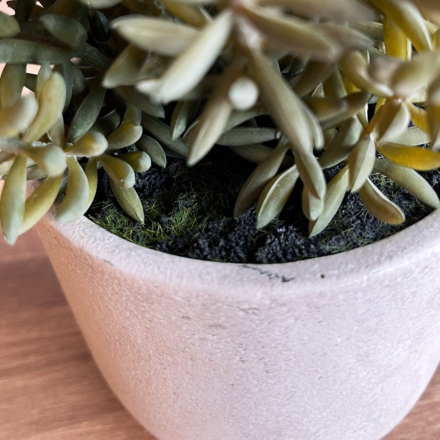 セダム CEMENT POT4