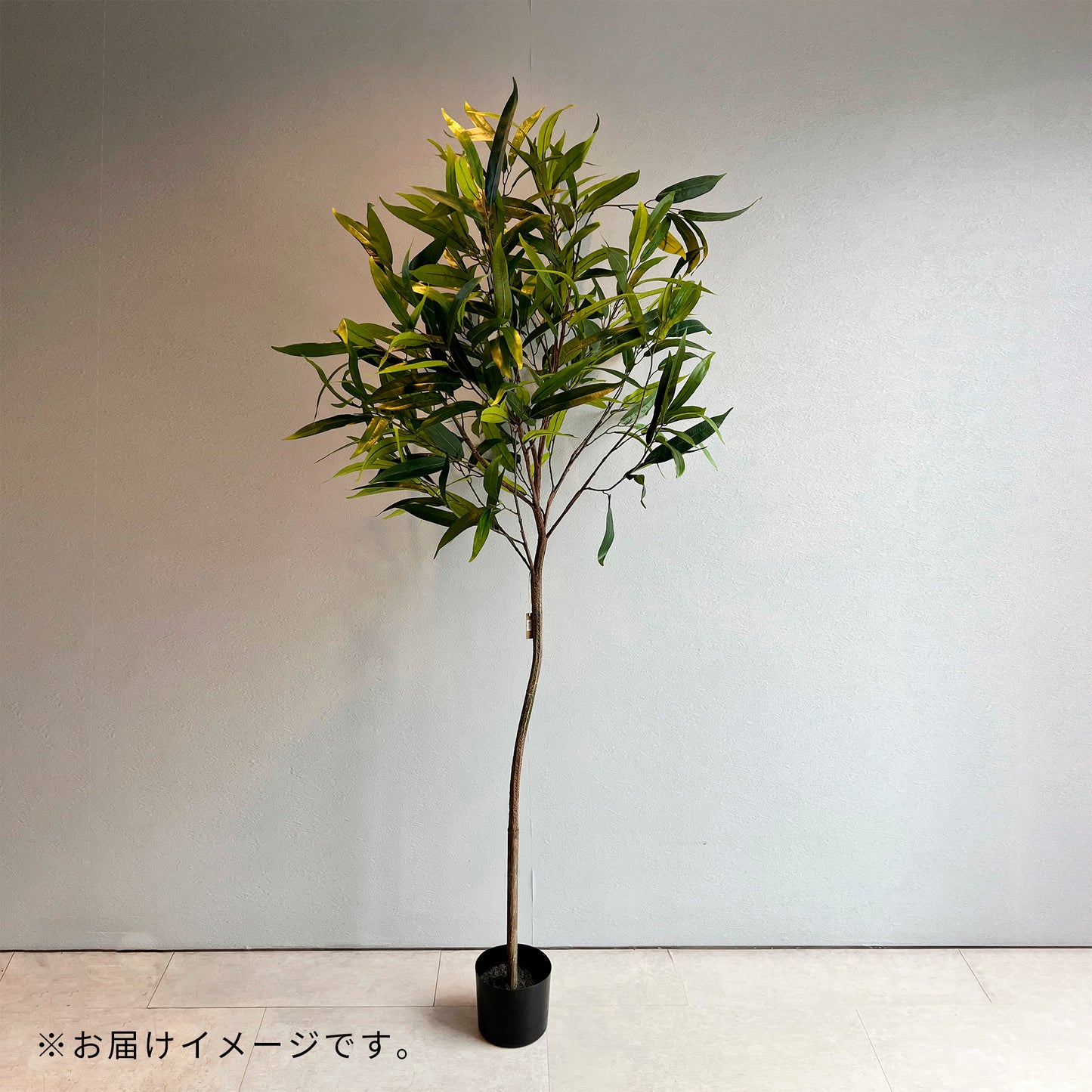 ショウナンゴム 180cm 鉢なし