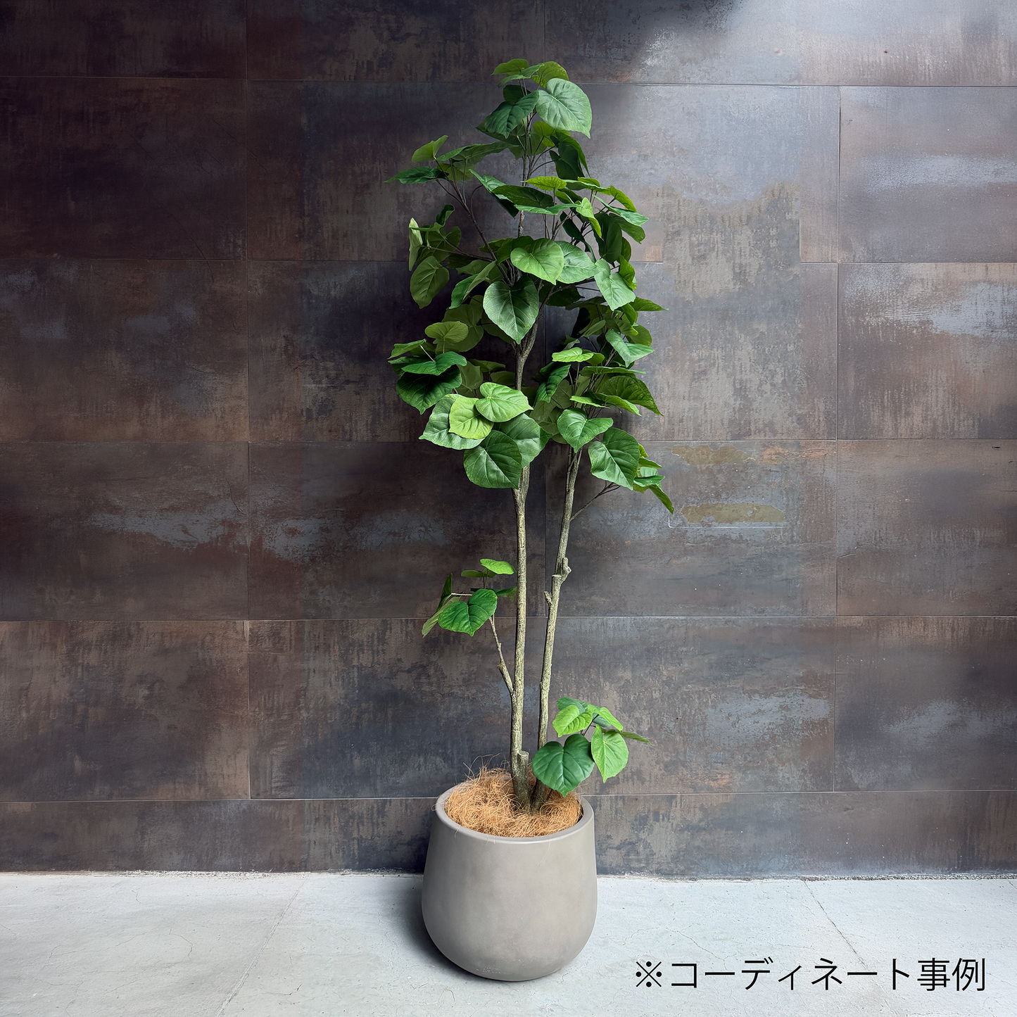 ウンベラータ コンフォートグリーン 180cm8