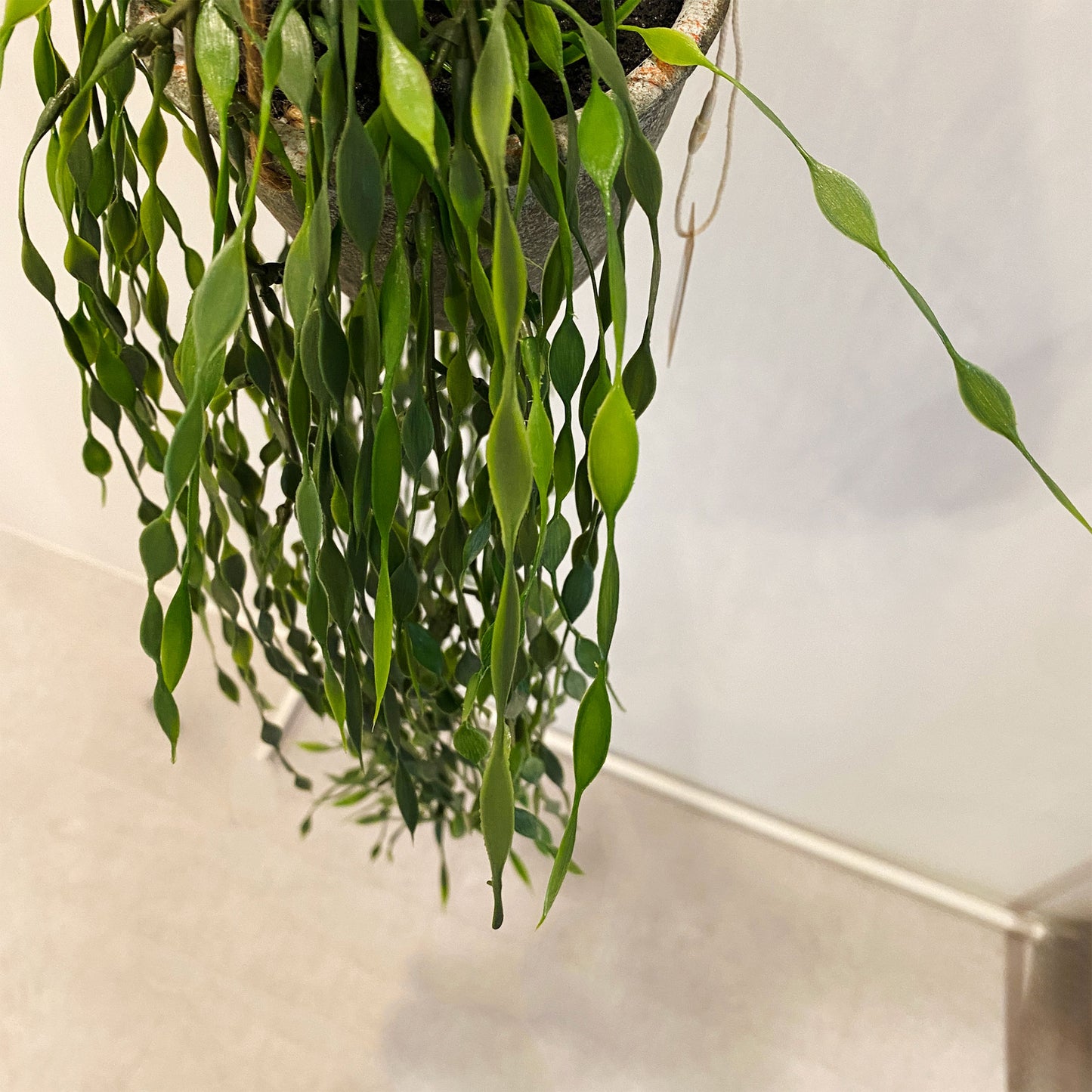 ウィローハンギングの別角度からの斜め上ショット。葉の重なりや枝の流れが立体感を演出しています。