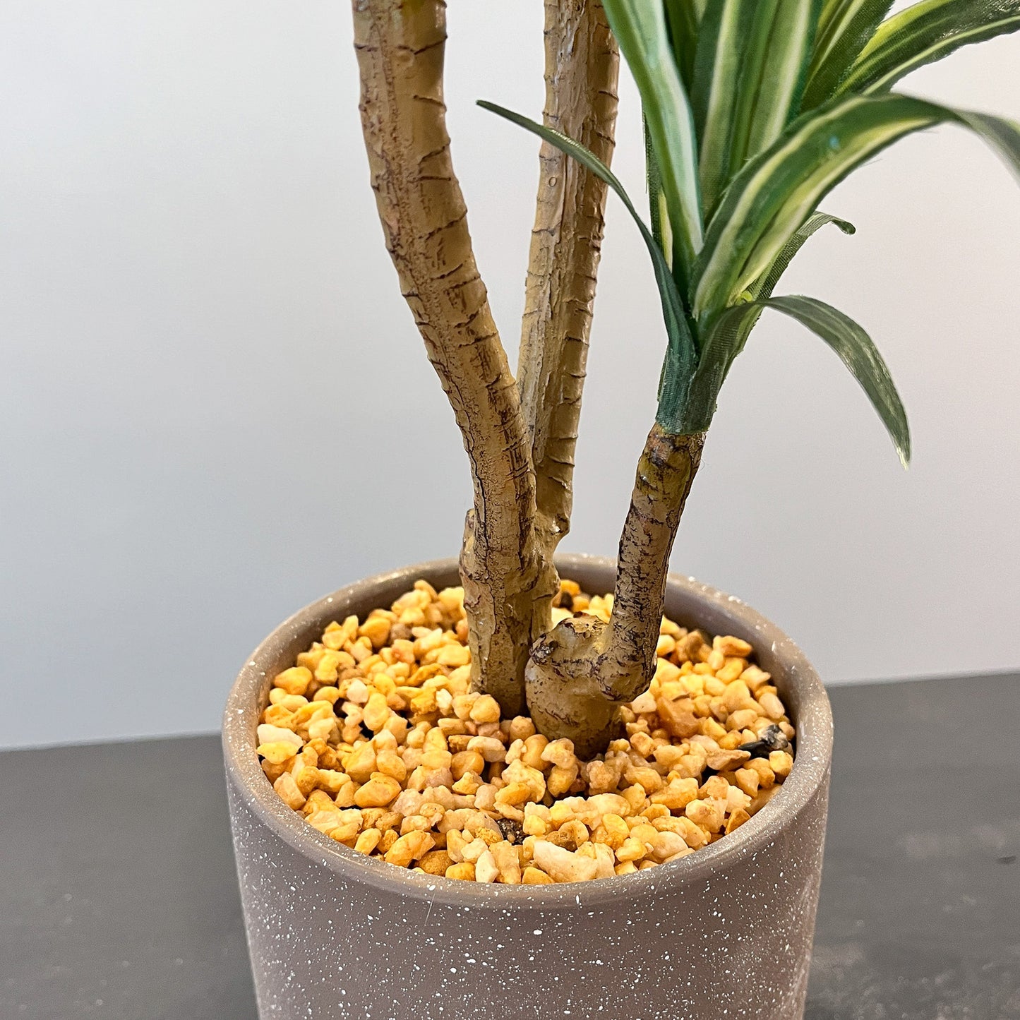 ユッカ CEMENT POT 根本