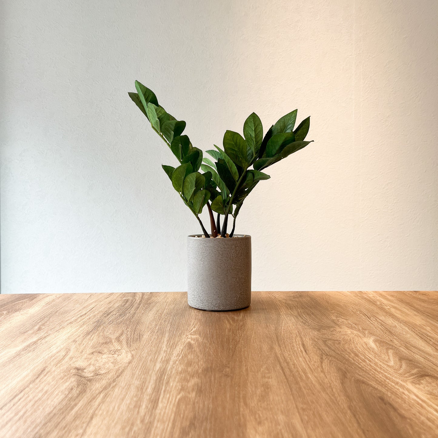 フェイクグリーン専門店「& GARDEN」ザミオクルカス CEMENT POT 正面その2