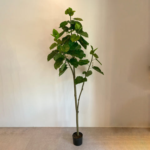 【大型フェイクグリーン】ウンベラータ 180cm