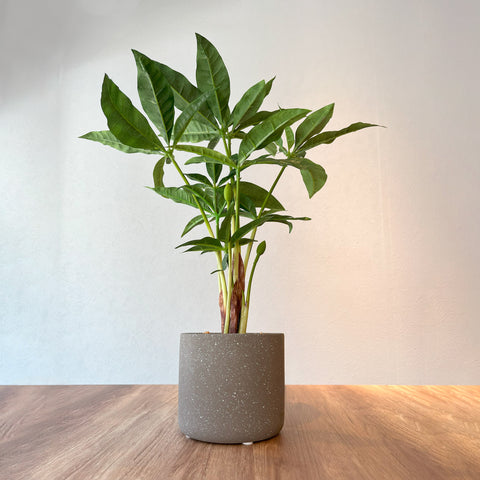 【フェイクグリーン】パキラ グラブラ CEMENT POT