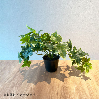 アイビー_お届けイメージ