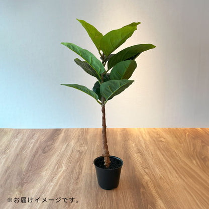ミニゴムの木_お届けイメージ