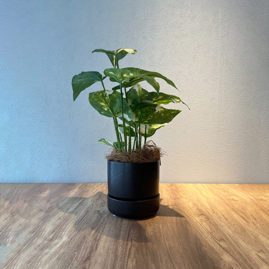 斑入りシンゴニウム_メイン画像