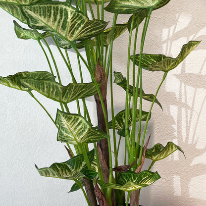 シンゴニウム_幹