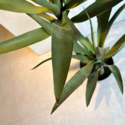 青年の木155cm 葉