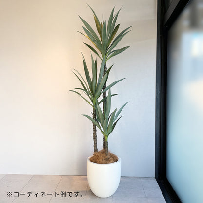 青年の木155cm コーディネート例