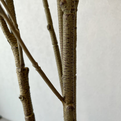 トネリコ150cm 幹