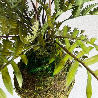 【フェイクグリーン】ミックスドファーン Mossball / Atelier Works Collection
