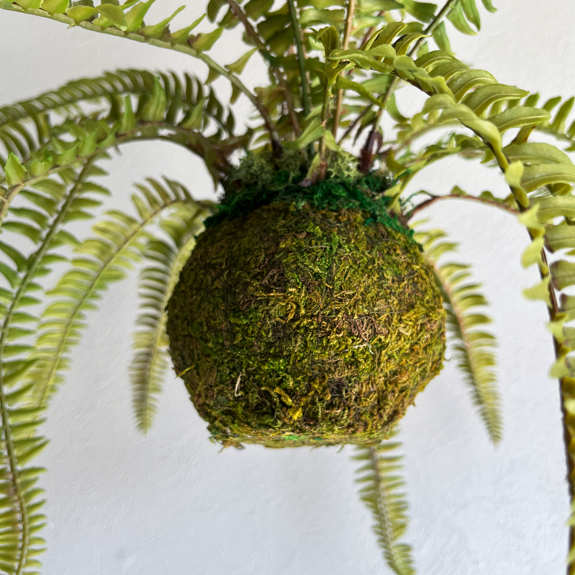 ソードファーン Mossball / Atelier Works Collection４