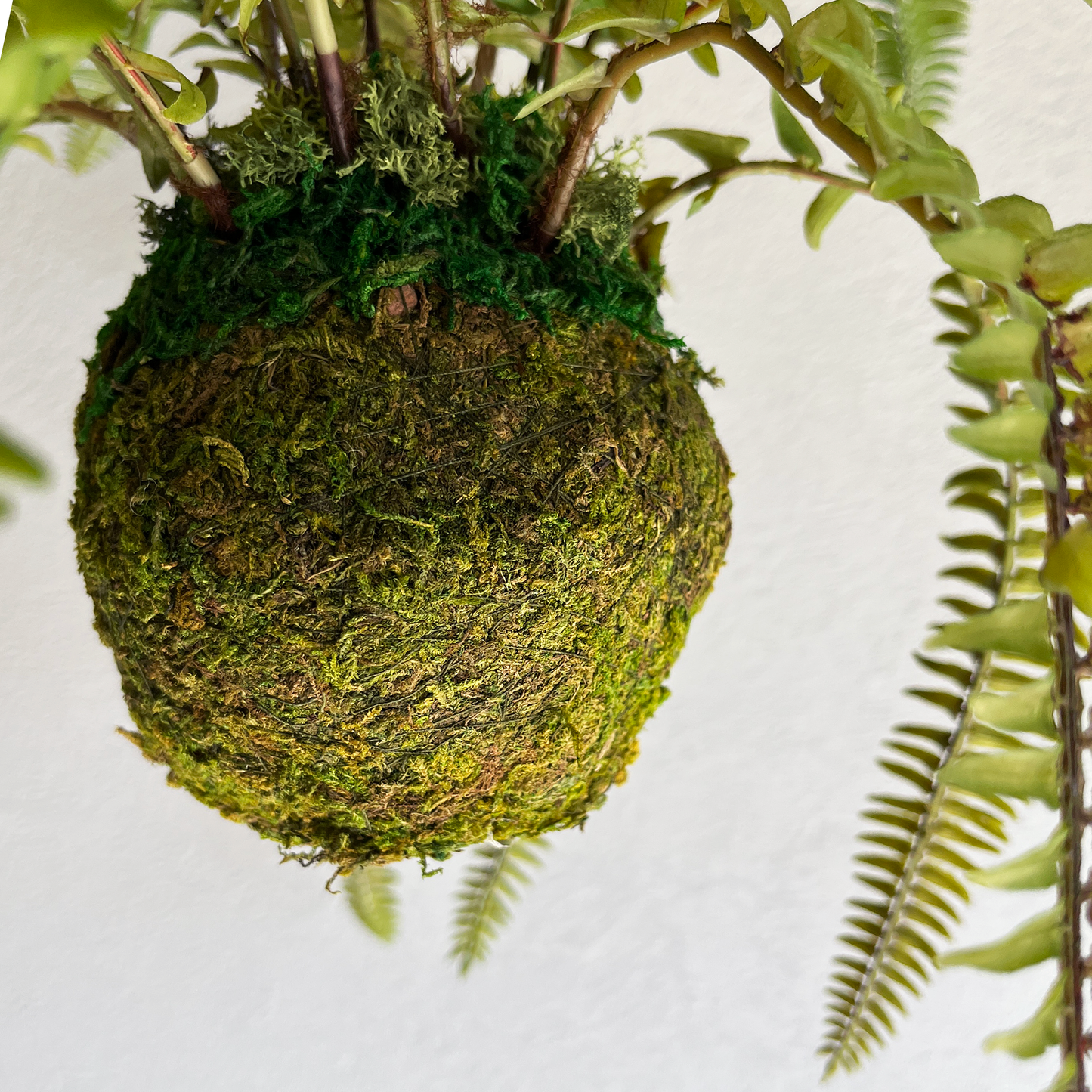 ソードファーン Mossball / Atelier Works Collection９