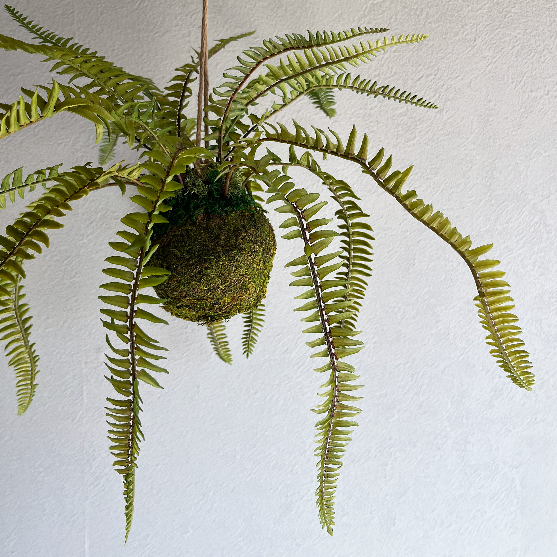 ソードファーン Mossball / Atelier Works Collection６