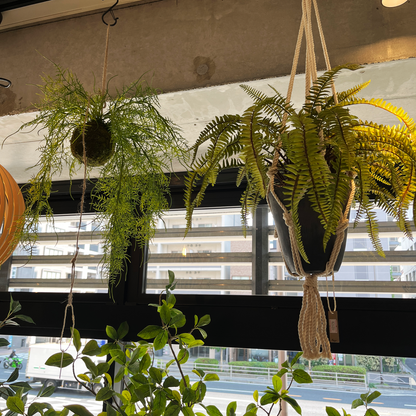 【フェイクグリーン】ソードファーン Hanging Pot / Atelier Works Collection