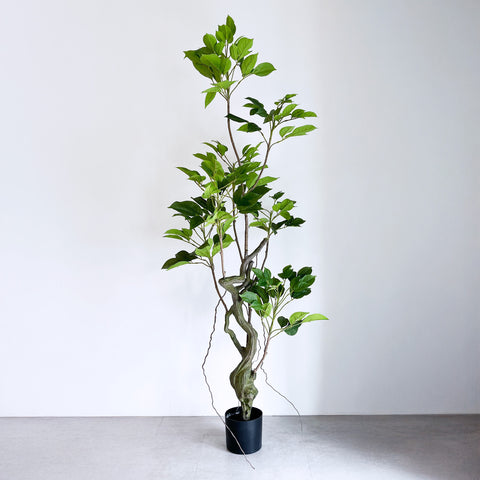 【大型フェイクグリーン】ヴェルディウス - Verdius 175cm