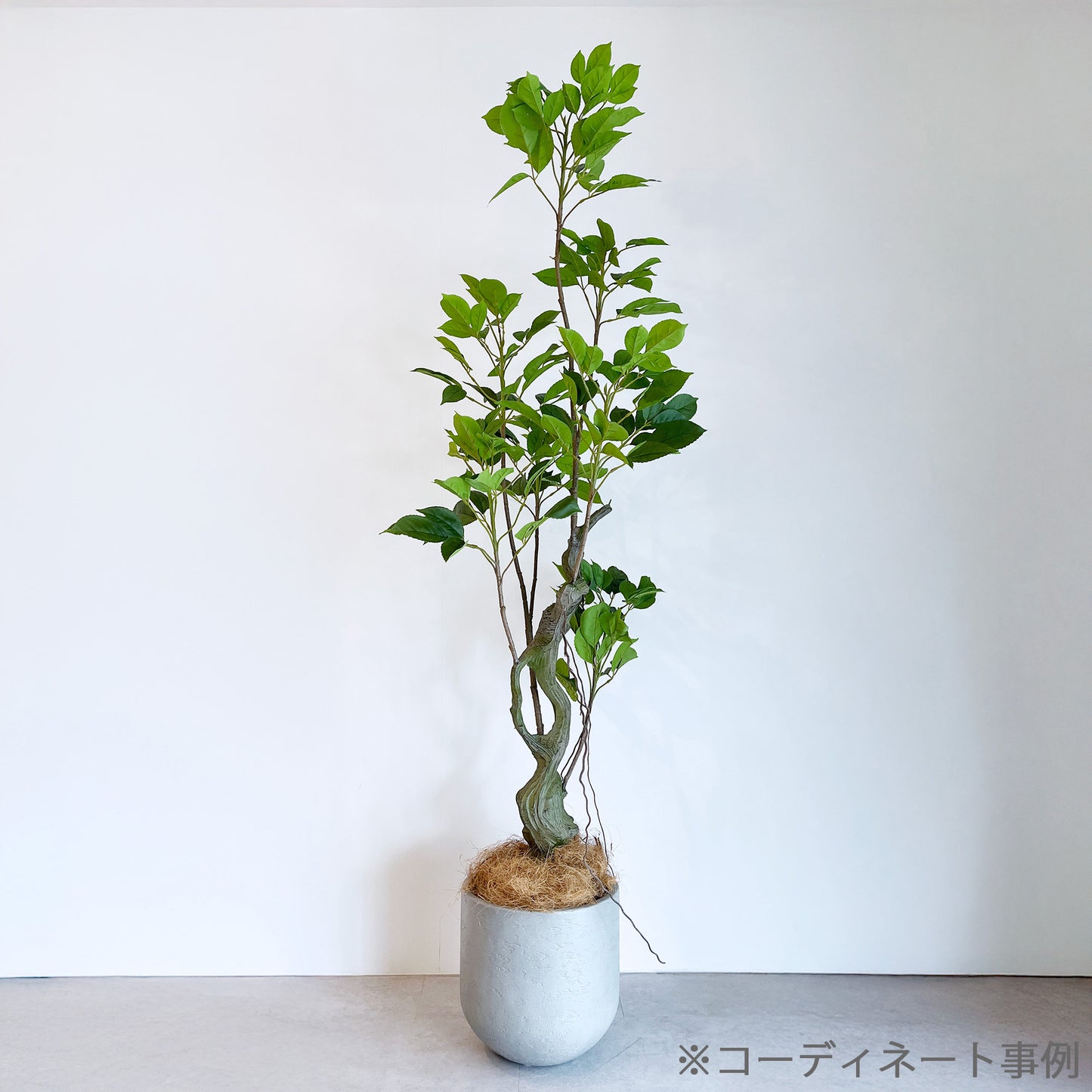 【大型フェイクグリーン】ヴェルディウス - Verdius 175cm