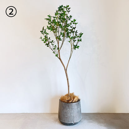 【大型フェイクグリーン】ミクロフィカス 150cm