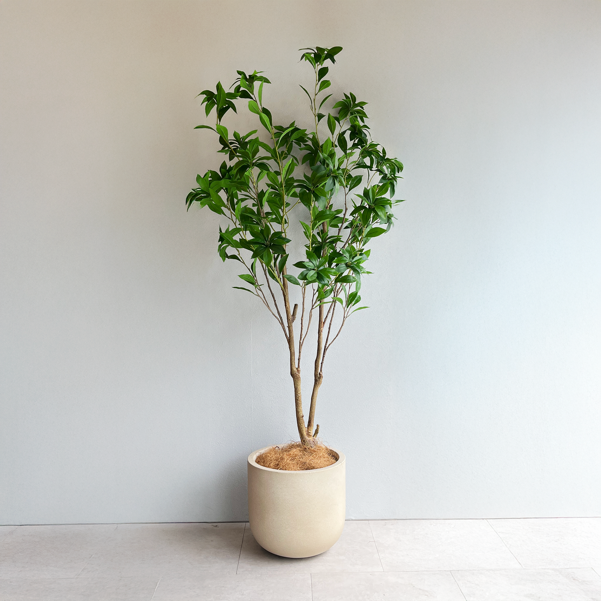 フェイクグリーン アセビ 150cm- フェイクグリーン専用通販サイト – フェイクグリーン