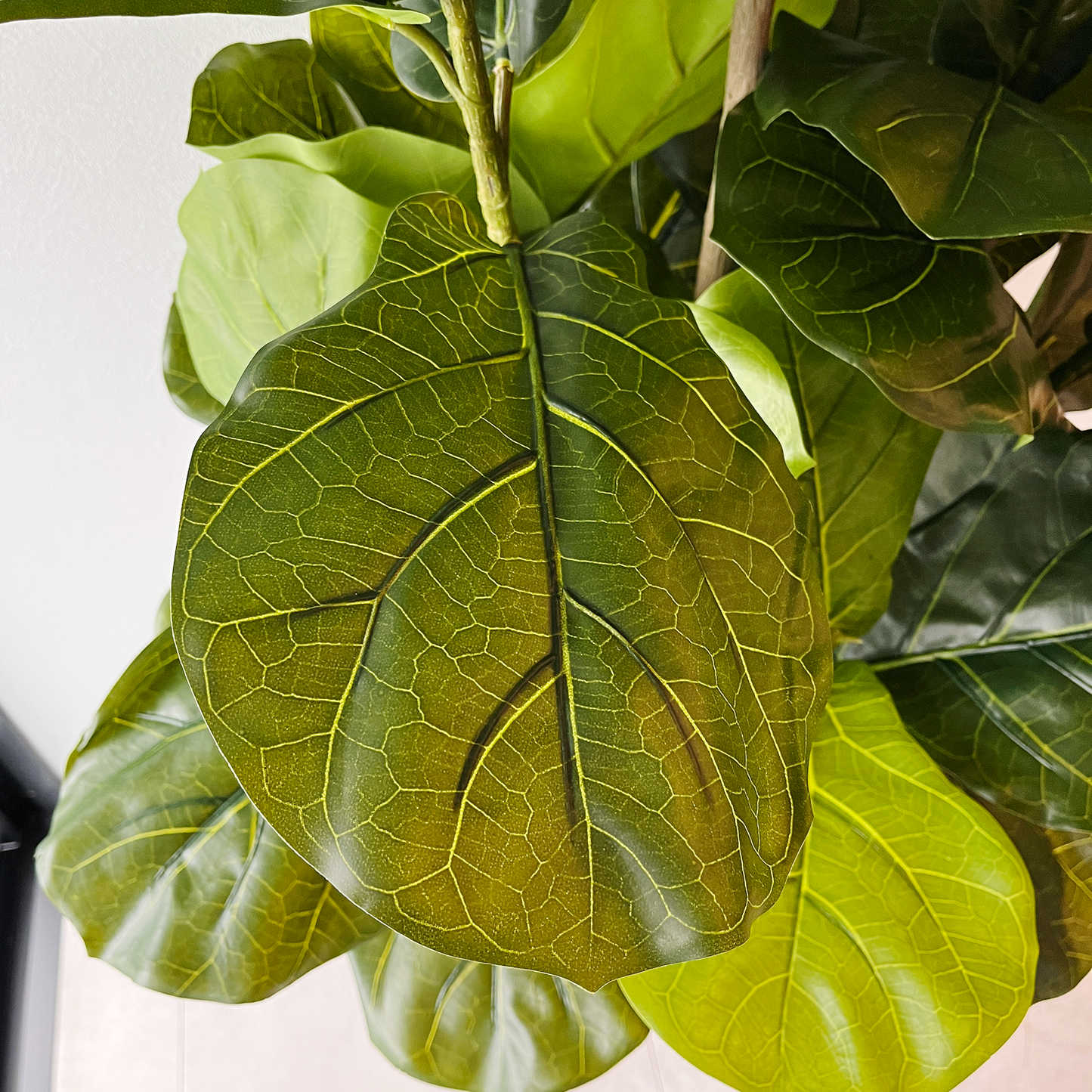 【大型フェイクグリーン】カシワバゴムの木 150cm