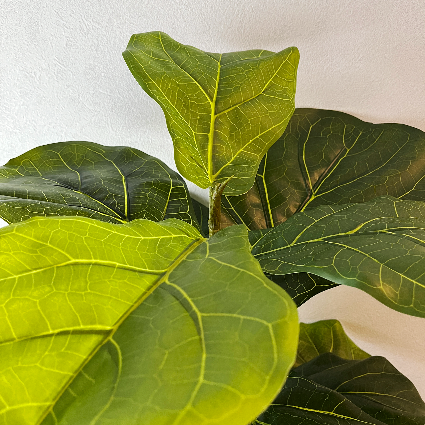 【大型フェイクグリーン】カシワバゴムの木 150cm