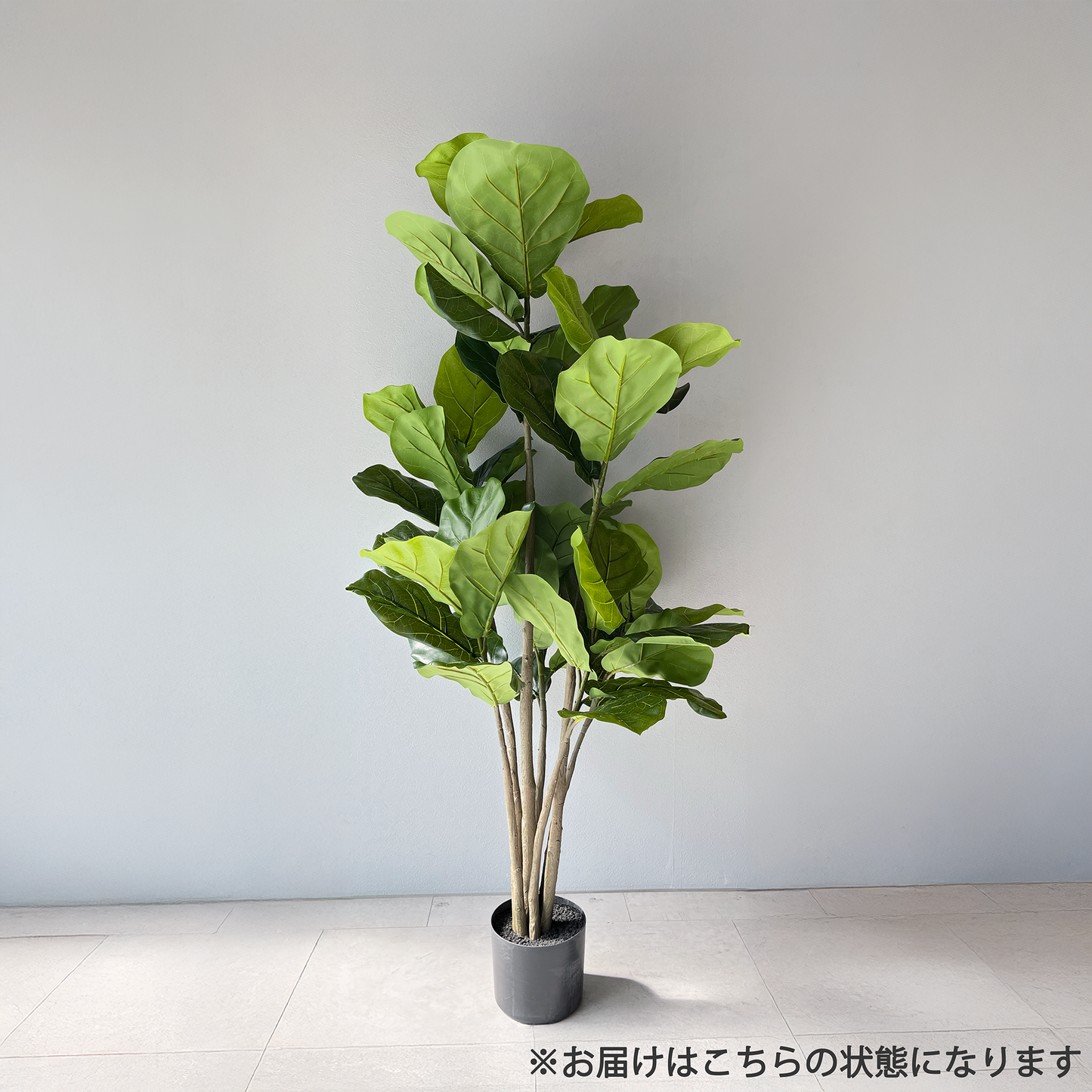【大型フェイクグリーン】カシワバゴムの木 150cm