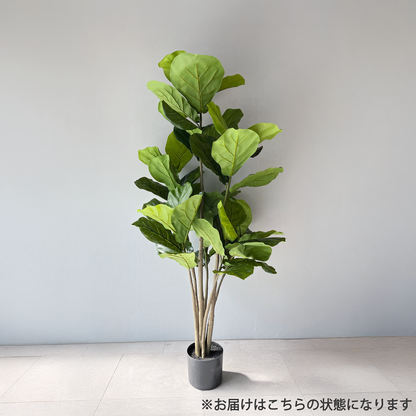 【大型フェイクグリーン】カシワバゴムの木 150cm