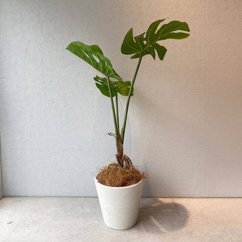 【フェイクグリーン】モンステラ künstliche