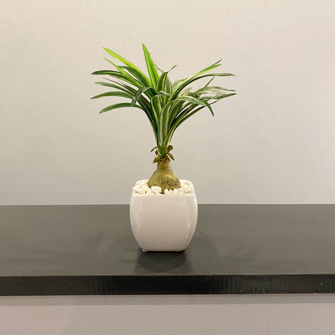【フェイクグリーン】トックリラン künstliche