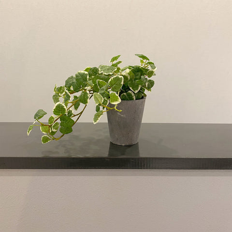 【フェイクグリーン】フィカス プミラ künstliche