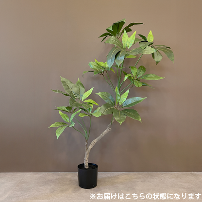 ツピタンサス 100cm 2