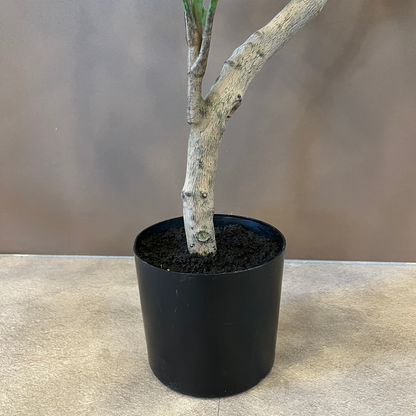 ツピタンサス 100cm 9