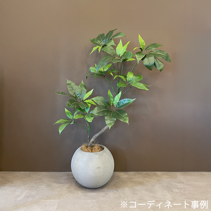 ツピタンサス 100cm 10