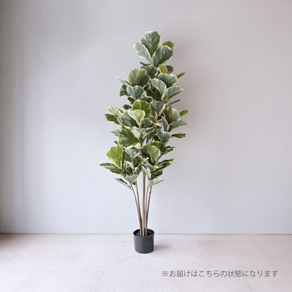 【大型フェイクグリーン】カシワバゴムの木 バリエガータ 150cm