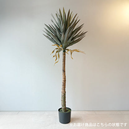 【大型フェイクグリーン】スパイク ユッカ モノ 160cm