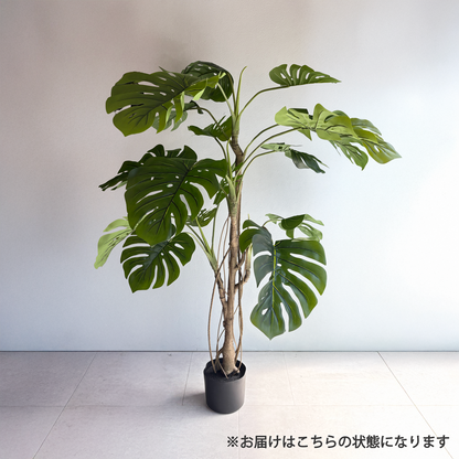 モンステラ 160cm- フェイクグリーン専用通販サイト – フェイク