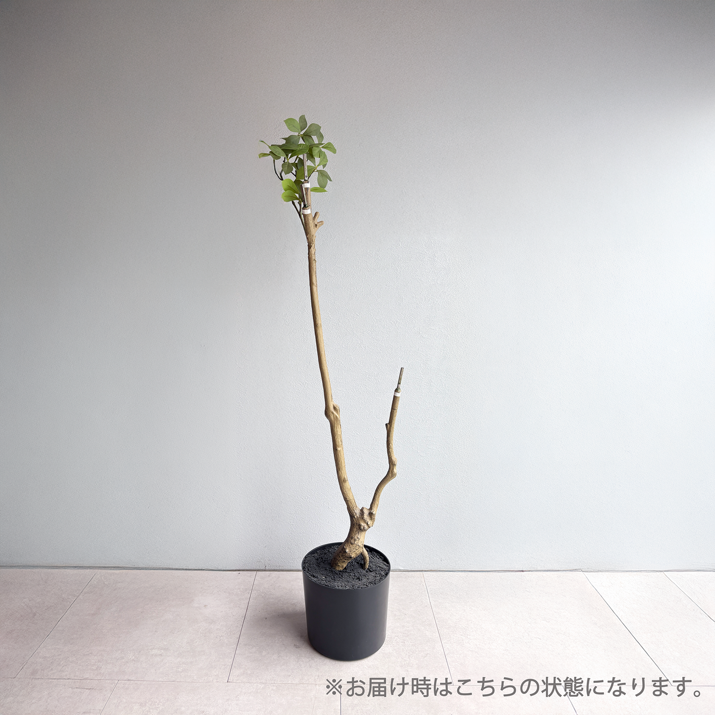 【大型フェイクグリーン】 マダガスカルアーモンドツリー 175cm
