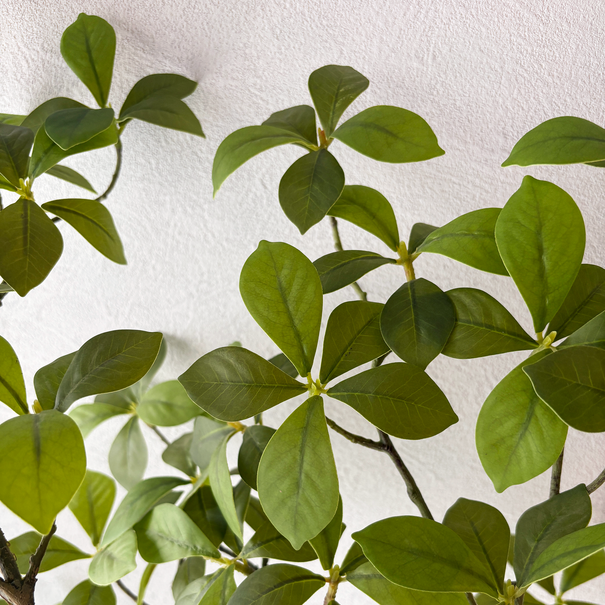 マダガスカルアーモンドツリー 175cm- フェイクグリーン専用通販サイト マダガスカルアーモンドツリー 175cm- フェイクグリーン専用通販サイト