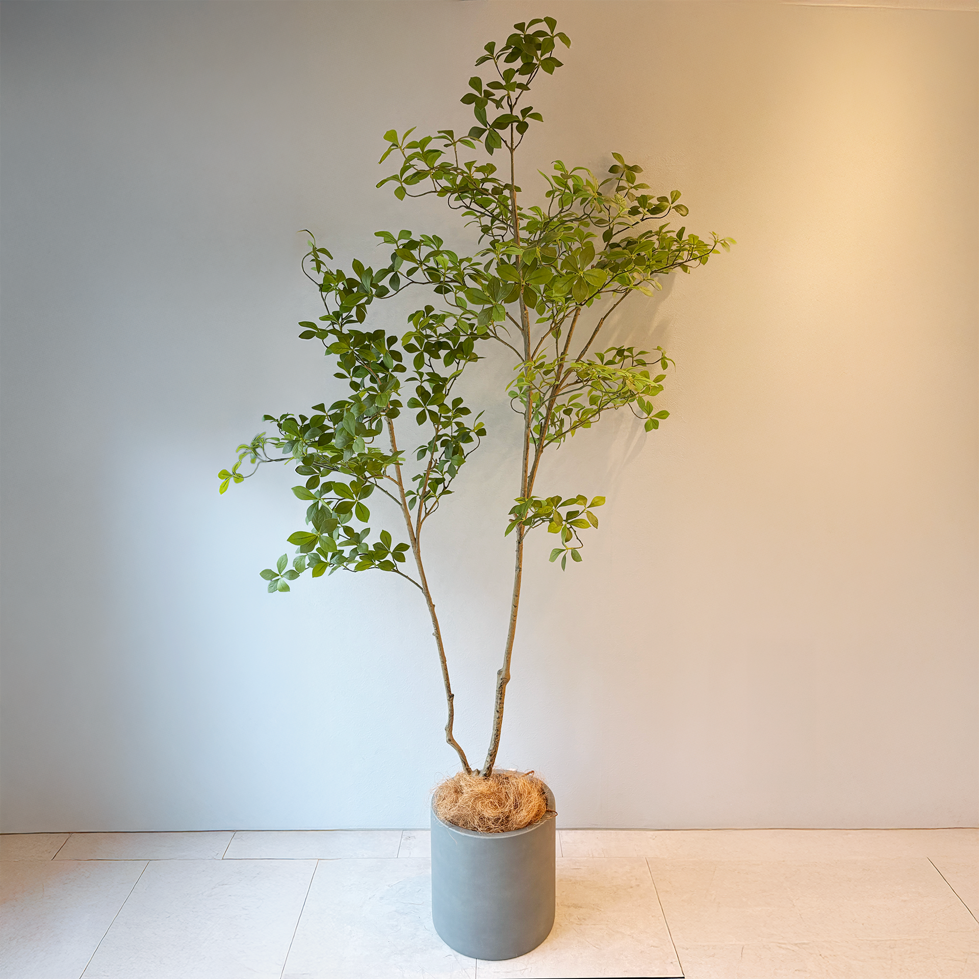 光触媒　人工観葉植物　ウォールグリーン　フェイクグリーン　マダガスカルアーモンド マダガスカルアーモンドツリー 175cm- フェイクグリーン専用通販サイト