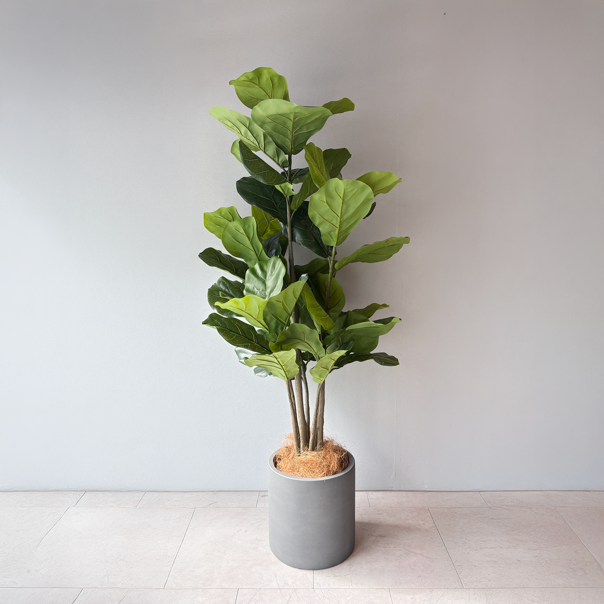 カシワバゴムの木 150cm- フェイクグリーン専用通販サイト – フェイク