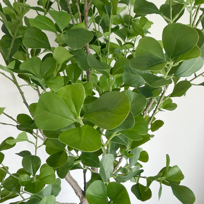 【フェイクグリーン】フィカスハートブランチ 150cm 5