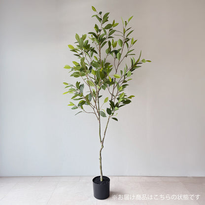 【大型フェイクグリーン】リネアエアリーツリー 180cm　全体商品