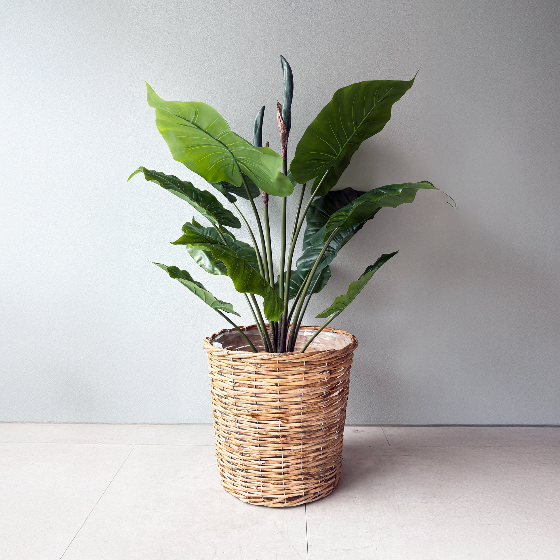 アロカシア 93cm- フェイクグリーン専用通販サイト – フェイクグリーン アロカシア 93cm- フェイクグリーン専用通販サイト – フェイクグリーン