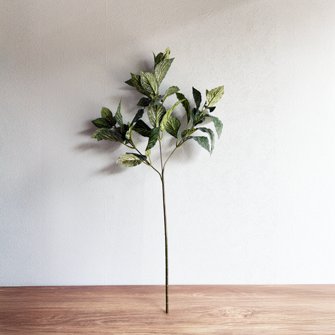 【枝物】アミメグサ・ヴェールブランチ