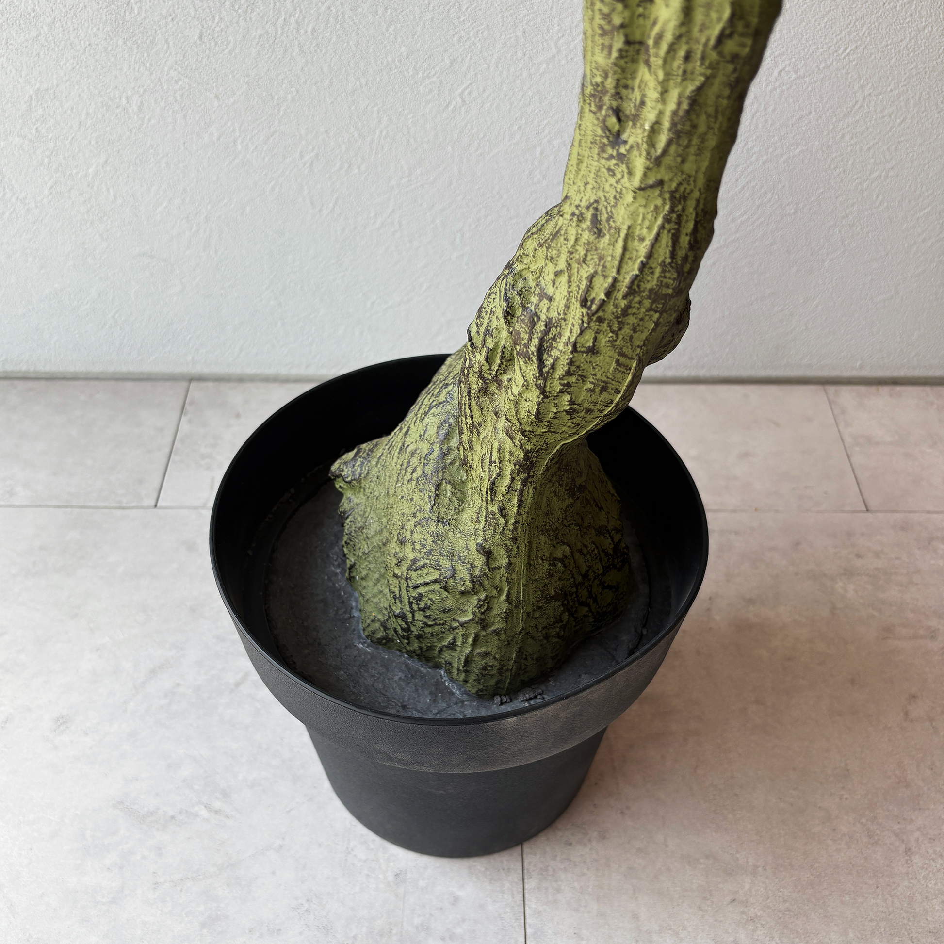 アラリア・スクテラリア 150cm7