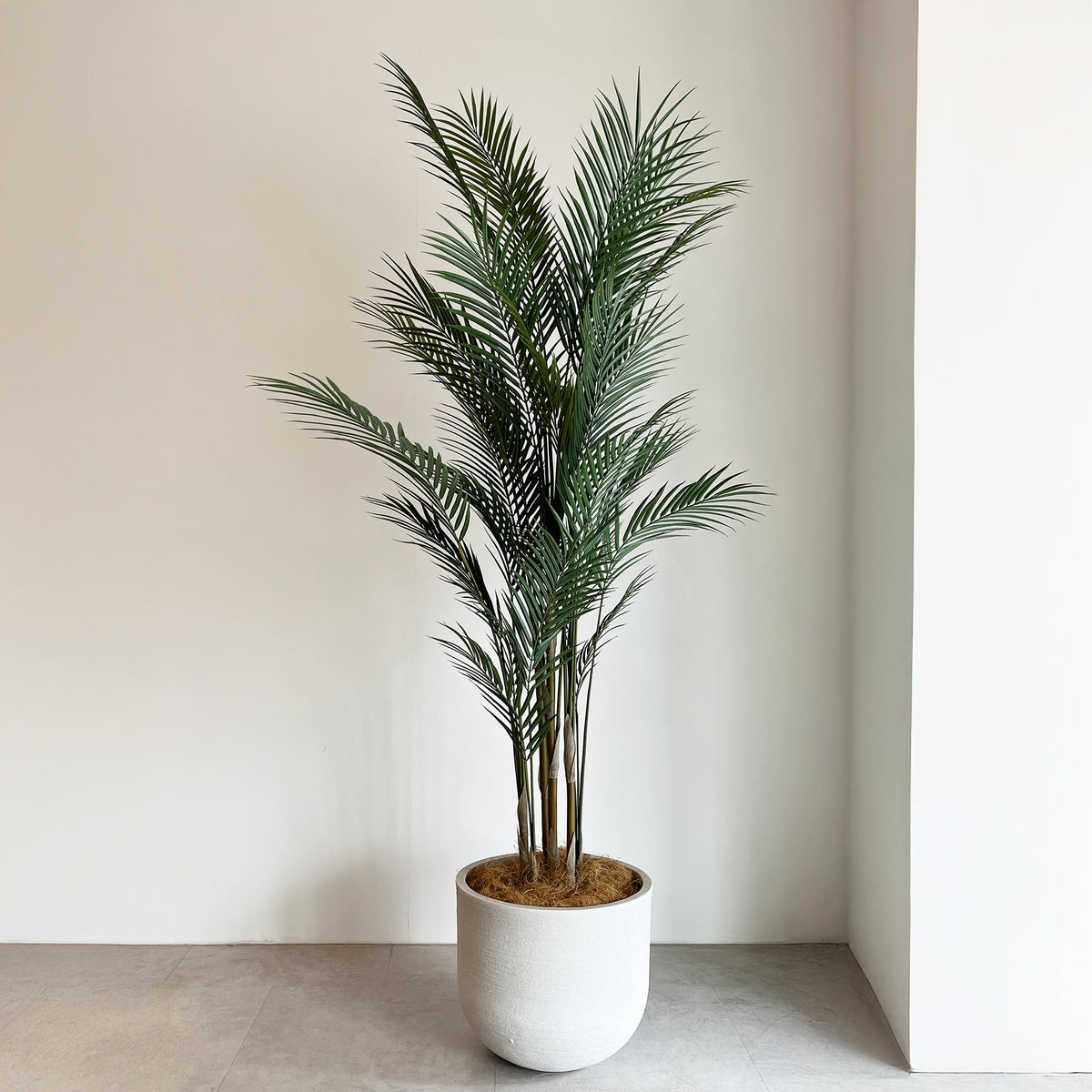 arecapalm-150cm6.jpg?v= 