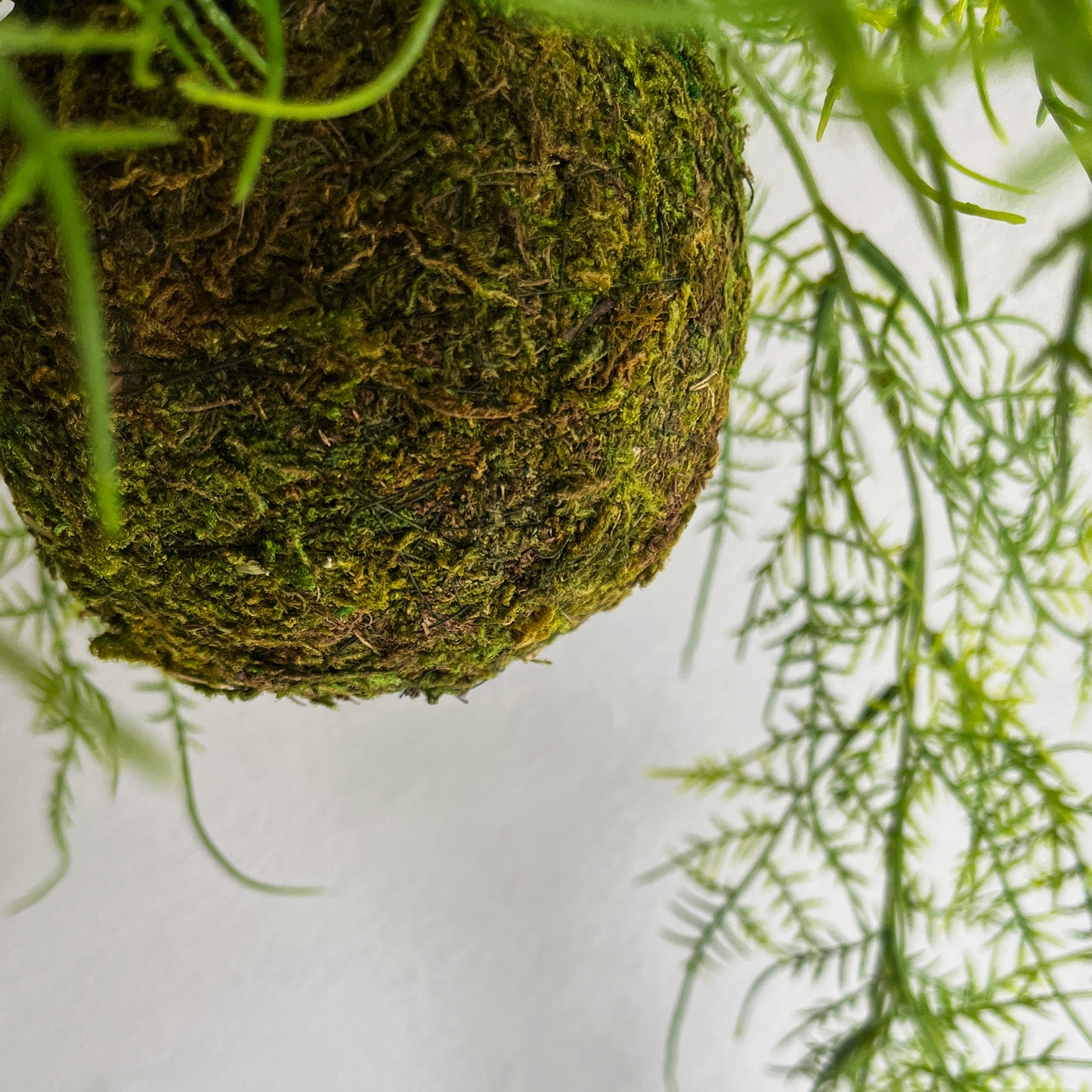 アスパラガス Mossball / Atelier Works Collection４