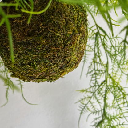 アスパラガス Mossball / Atelier Works Collection４